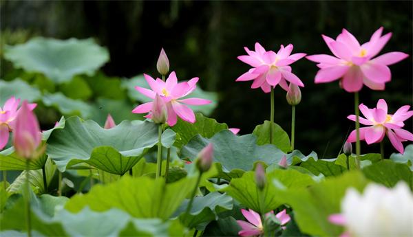 临沂：初夏荷花别样红